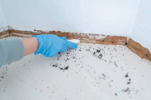 Professional Pest Control in Silver Lake, FL